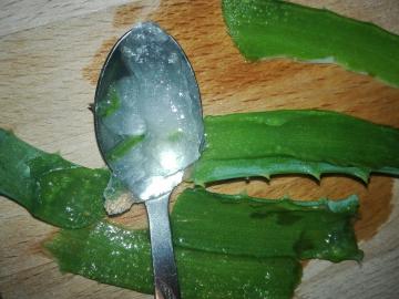 "Centennial" gel: how to make a simple utility of Aloe?