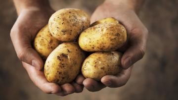 Amazing facts about potatoes: the truth about the starch