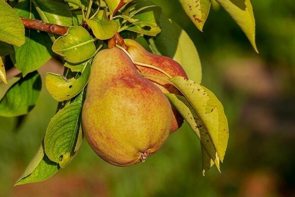 Including pears in your diet can help you avoid many kidney problems. (Photo: Pixabay.com)