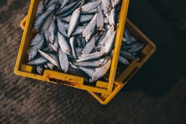 You can buy fish without fear - it was caught in the morning (Photo: Pixabay.com)