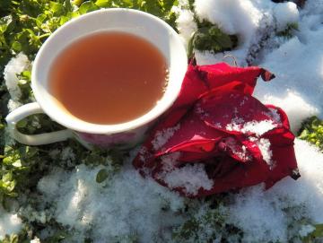 Tea made from rose petals