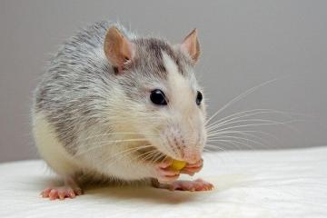 What should be on the table on New Year's Eve Rats: what the animal loves