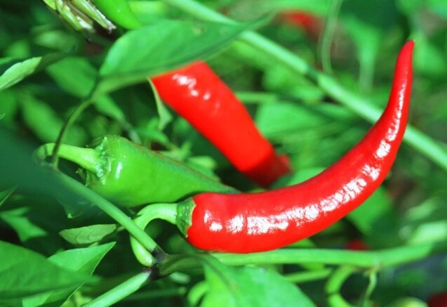 Spicy pepper.