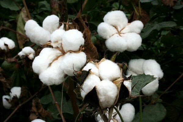 Cottonseed oil is a rather rare product in Russia due to its high price (Photo: Pixabay.com)
