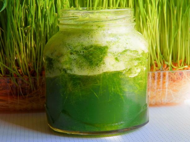 The juice of wheat seedlings, which strengthens the immune system