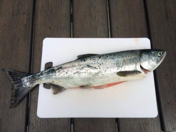 Cheapest and fastest way to salting salmon