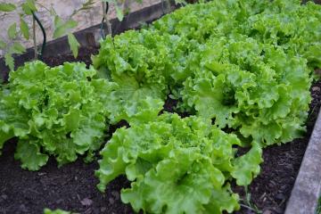 Why lettuce upokaivaet nerves and as it struggles with cancer?
