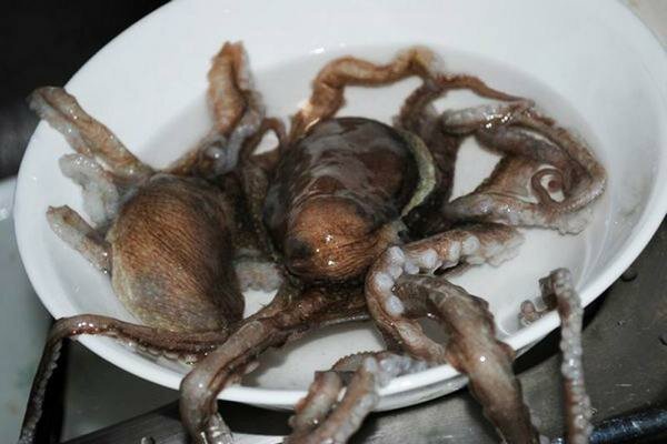 A live octopus can make a great dinner (Photo: prompx.info)