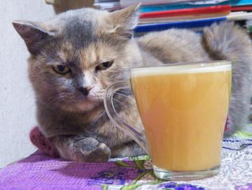 Fat burning drink from cat Vasilina