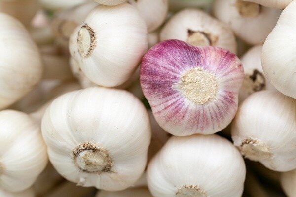 Calcium is found in both the heads of garlic and feathers. (Photo: Pixabay.com)