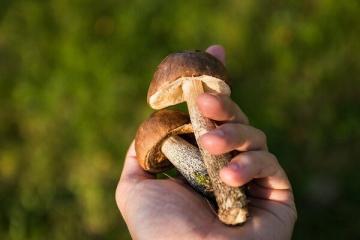 6 most dangerous mushrooms: how not to cook deadly soup?