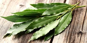 Bay leaves: a powerful folk remedy for all ills