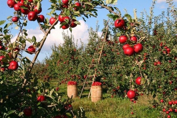 One apple can kill a bad smell. (Photo: Pixabay.com)