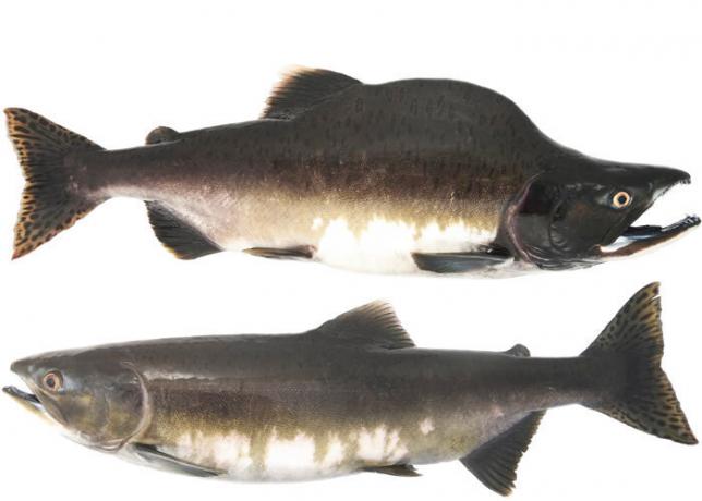 Top male, female salmon below