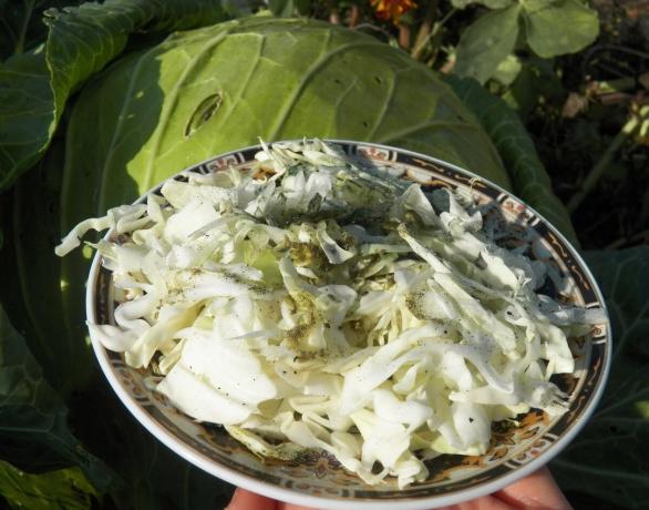 Cabbage-lettuce Kapustova for rejuvenation