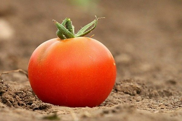 Many people store tomatoes in the refrigerator. It turns out that this is a mistake (Photo: pixabay.com)