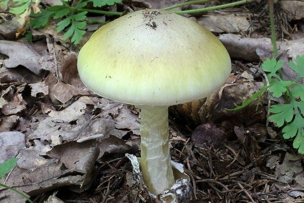 Don't mistake the pale toadstool for the russula. (Photo: Pixabay.com)