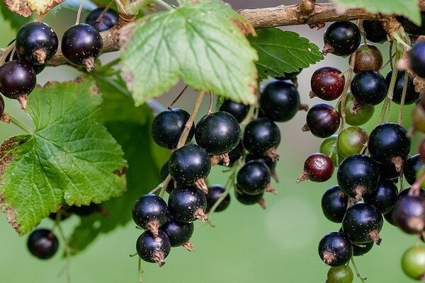 Currants can be frozen or made with jam (Photo: pixabay.com)