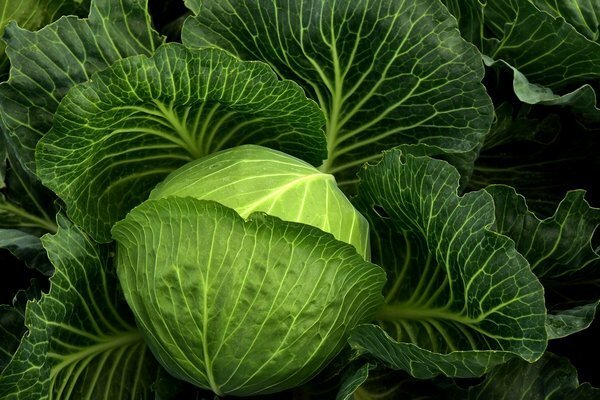 Most of the nutrients in fresh cabbage. (Photo: Pixabay.com)