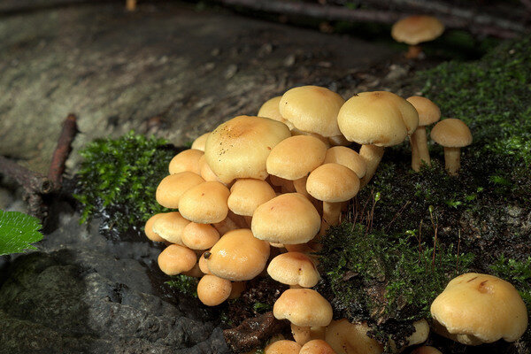 False mushrooms settle in large groups (Photo: Pixabay.com)