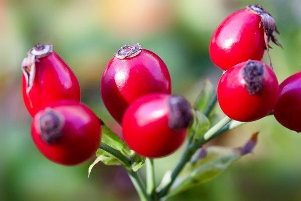 Rosehip can be used to make useful decoctions that will help to overcome the flu and colds (Photo: pixabay.com)